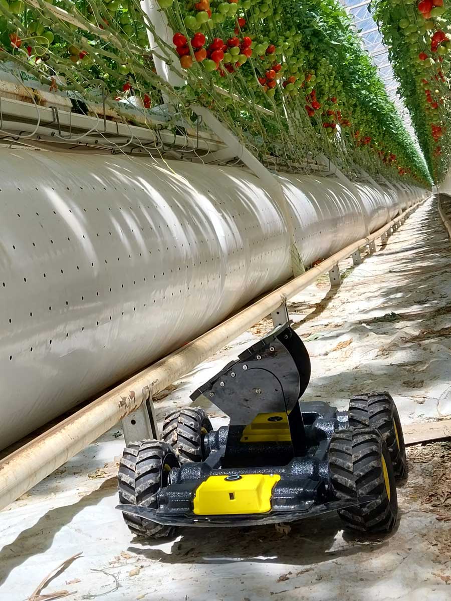 Image of Basis+ robot counting tomatoes